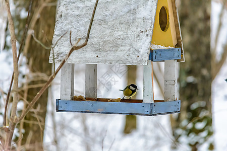 冬天的森林鸟类在饲料附近栖息天气公园野生动物食物鸣禽季节种子尾巴翅膀山雀图片
