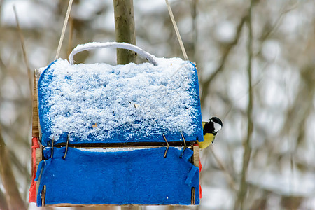 冬天的森林鸟类在饲料附近栖息天气荒野羽毛翅膀尾巴野生动物公园季节花园食物图片