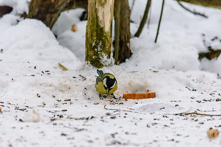冬天的森林鸟类在饲料附近栖息羽毛饼干环境动物群季节面包荒野公园食物花园图片