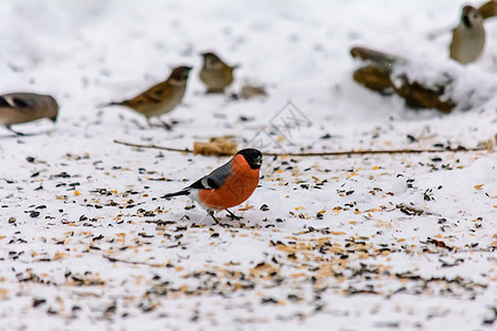 冬天的森林鸟类在饲料附近栖息季节野生动物鸣禽食物尾巴天气翅膀动物群树林种子图片