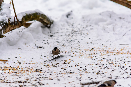 冬天的森林鸟类在饲料附近栖息食物粮食天气荒野羽毛环境生物学动物群季节翅膀图片