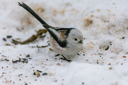 冬天的森林鸟类在饲料附近栖息环境翅膀面包美丽食物荒野野生动物尾巴种子生物学图片