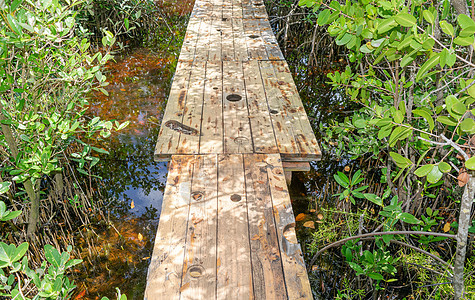 由木制的桥梁和两侧的下层生长图片