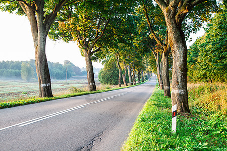 森林中新的沥青路天气阳光风景运动速度森林环境孤独车道晴天图片