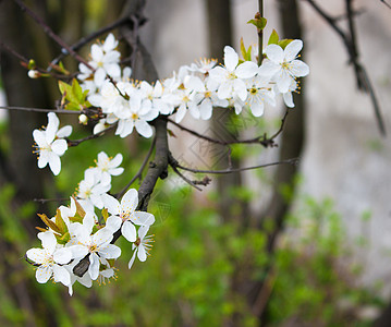 樱桃的花枝图片