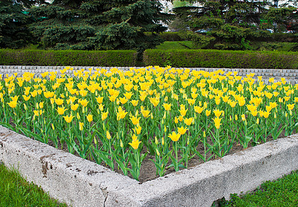 带有黄色郁金香的花朵床植物群叶子植物绿色图片