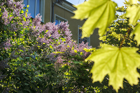 春天在公园里盛开的木环背景植物学季节衬套植物叶子绿色植物花园紫色紫丁香图片