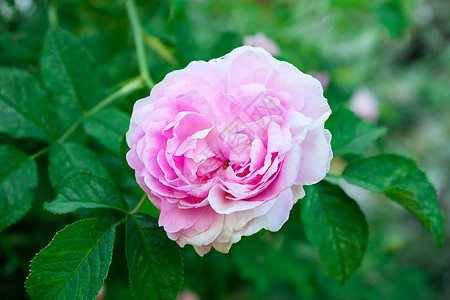 粉红玫瑰缝合粉色植物脆弱性花园花瓣香气图片