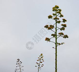 花朵花植物沙漠花园农业绿色植物学场地植物群图片