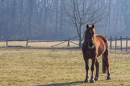 在农场的垫子上 孤单的棕色马匹图片
