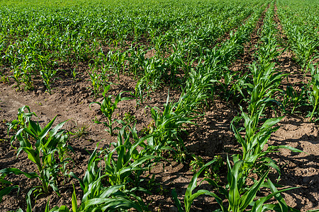 完全用玉米播种的农田 在阳光明媚的夏日 田野里的玉米幼苗树叶绿色乡村地块农业农场植物地面母猪土地图片