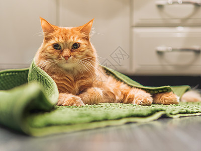 躺在浴室地板上的可爱的姜猫 被绿地毯覆盖着温暖动物绿色手表地毯猫咪地面小地毯猫科哺乳动物图片