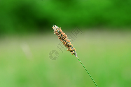 高草种子谷物植被植物绿色小麦图片