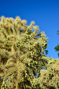 脊椎骨架 背景植物荒野花园公园异国国家干旱植被圆锥花沙漠图片