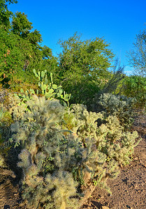 脊椎骨架 背景花园异国植被荒野植物植物群植物学国家沙漠干旱图片