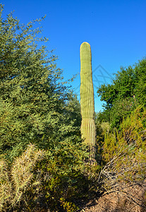 亚利桑那州仙人掌 一个仰望萨瓜罗仙人掌卡内基的景象天气山脉脊柱公园荒野蓝色岩石植物植物群沙漠图片