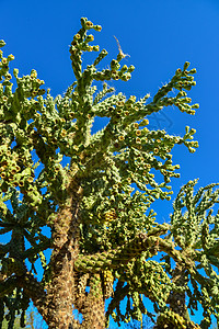 脊椎动物植物群国家植物沙漠情调公园异国干旱植被荒野图片