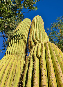 亚利桑那州仙人掌 一个仰望萨瓜罗仙人掌卡内基的景象天气天空国家荒野脊柱植物植物群山脉沙漠公园图片
