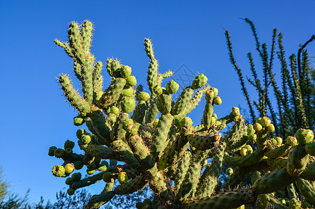 蓝天背景上的仙人掌情调国家荒野干旱圆锥花植被公园植物学花园植物群图片