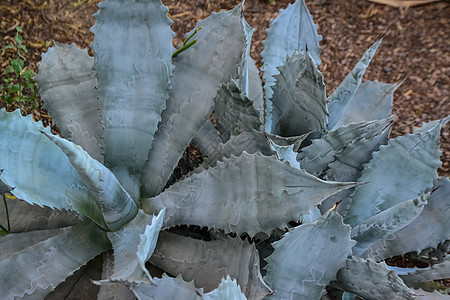 在亚利桑那州菲尼克斯市植物园里植被管道蓝色荒野芦荟植物情调植物群植物学干旱图片