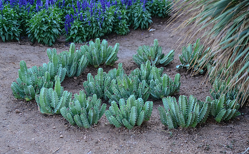 在亚利桑那州菲尼克斯市植物园里植物蓝色沙漠荒野国家管道天空植被公园植物群图片