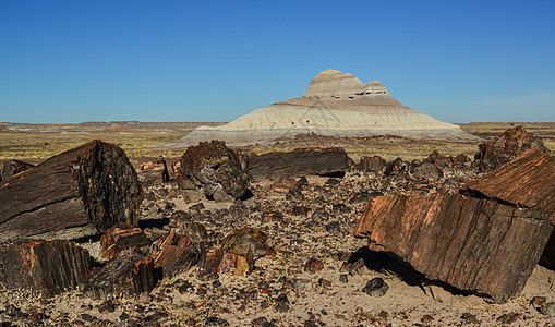 碎化树木 多色矿物晶体的树干沙漠木头石头地质学矿化侵蚀顶峰森林国家水晶图片