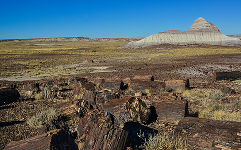 碎化树木 多色矿物晶体的树干国家公园地质学土壤顶峰风景树木木头沙漠全景图片