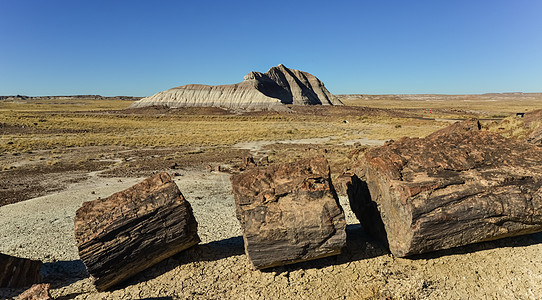 碎化树木 多色矿物晶体的树干国家沙漠树木顶峰旅行风景森林土壤侵蚀岩石图片