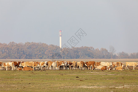 奶牛牧场匈牙利霍托巴吉国家公园中的牛牛牛肉荒野哺乳动物草原牧场村庄反刍动物农场国家传统背景
