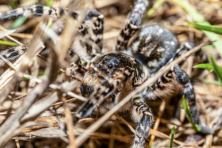 最大欧洲蜘蛛 匈牙利 地球淋巴索萨 vultuosa女性宏观捕食者狼科猎人漏洞动物群野生动物怀抱动物图片