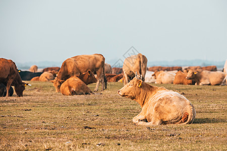 匈牙利霍托巴吉国家公园中的牛牛草地喇叭食物草原国家牛肉荒野动物场地奶牛图片