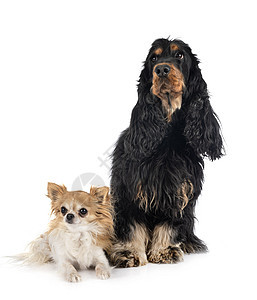 和吉华花棕褐色成人黑色猎狗工作室双色黄褐色小狗宠物动物背景图片