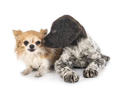 小蒙斯特兰德人和吉娃娃小狗猎犬工作室猎狗棕色图片