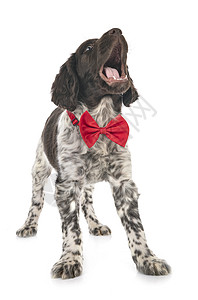小蒙斯特兰德人猎犬工作室棕色猎狗小狗领结衣领图片