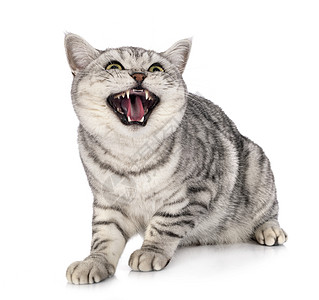 英国短发演播室小猫虎斑灰色毛猫舌头动物吼叫牙齿工作室宠物图片