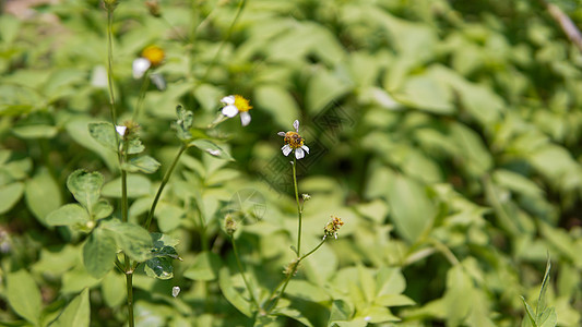 蜜蜂从花朵中收集花粉的蜜蜂们在花上采集花粉昆虫农场花园生态漏洞季节公园植物群晴天植物图片