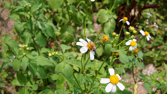 蜜蜂从花朵中收集花粉的蜜蜂们在花上采集花粉公园雏菊蜂蜜季节花蜜植物群生态农场草地场地图片