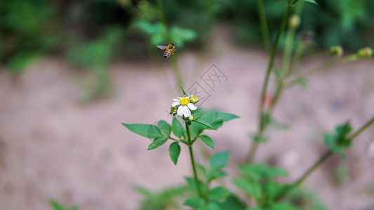 蜜蜂从花朵中收集花粉的蜜蜂们在花上采集花粉季节花园漏洞场地洋甘菊宏观草地蜂蜜花瓣牧场图片