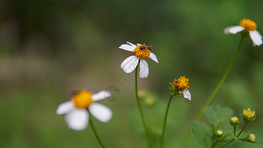 蜜蜂从花朵中收集花粉的蜜蜂们在花上采集花粉花园场地花瓣草地雏菊花蜜植物牧场晴天宏观图片