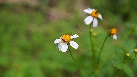 蜜蜂从花朵中收集花粉的蜜蜂们在花上采集花粉晴天植物群公园季节洋甘菊场地漏洞花瓣草地农场图片