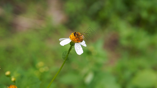 蜜蜂从花朵中收集花粉的蜜蜂们在花上采集花粉生态雏菊公园花瓣植物晴天草地昆虫漏洞宏观图片