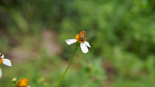 蜜蜂从花朵中收集花粉的蜜蜂们在花上采集花粉洋甘菊农场漏洞草地场地昆虫植物群季节雏菊公园图片