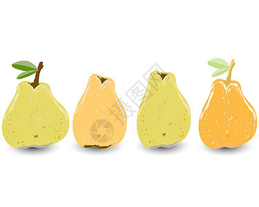 在白色背景矢量图上隔离的4个黄色和橙色梨食物种子叶子插图健康梨图水果绿色饮食图片