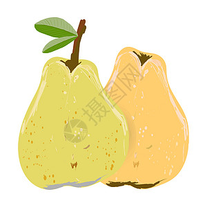 白色背景矢量插图上孤立的黄色和橙色整梨饮食水果健康梨图绿色食物叶子种子图片