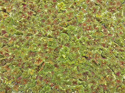 背景或纹理的绿色浮萍花园季节森林墙纸环境植物群叶子植物宏观生长图片