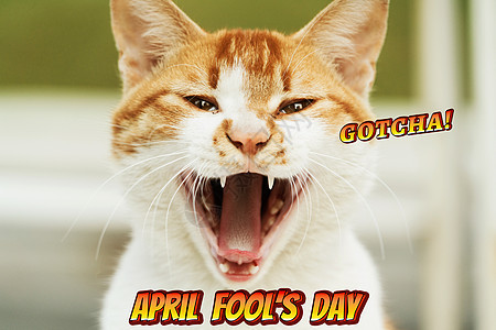4月的愚人节 抓到了 白光棕色猫头巾肖像图片