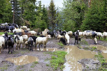一群羊在大水坑和高树木之间被大雨冲洗的公路上走来走去草地水坑环境云杉哺乳动物土地农村牧场爬坡蓝色图片