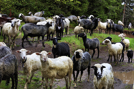 一群羊在大水坑和高树木之间被大雨冲洗的公路上走来走去农村农田草地哺乳动物畜牧业环境场地蓝色农业爬坡图片