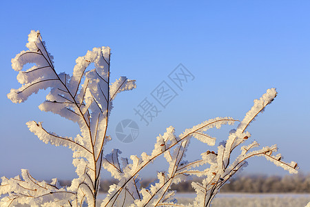 霜冻中灌木的枝条被蓝天明亮柔和的阳光照亮天气衬套季节雪花雾凇天空宏观蓝色植物图片