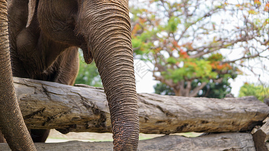 在泰国清迈省 Mae Tang 的大象护理保护区 大象以甘蔗和竹子为食时 大象的树干特写眼泪避难所动物哺乳动物荒野野生动物动物园图片